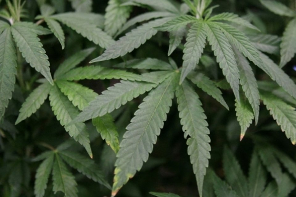 Maconha começa a ser vendida legalmente nos EUA