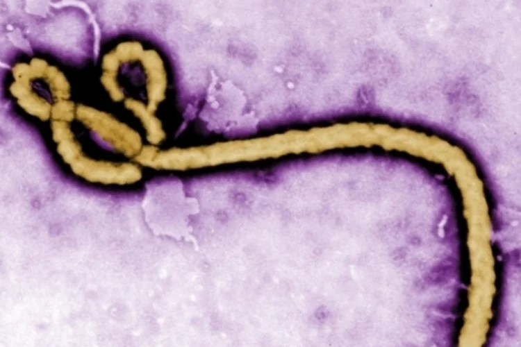 Ebola (Reuters)