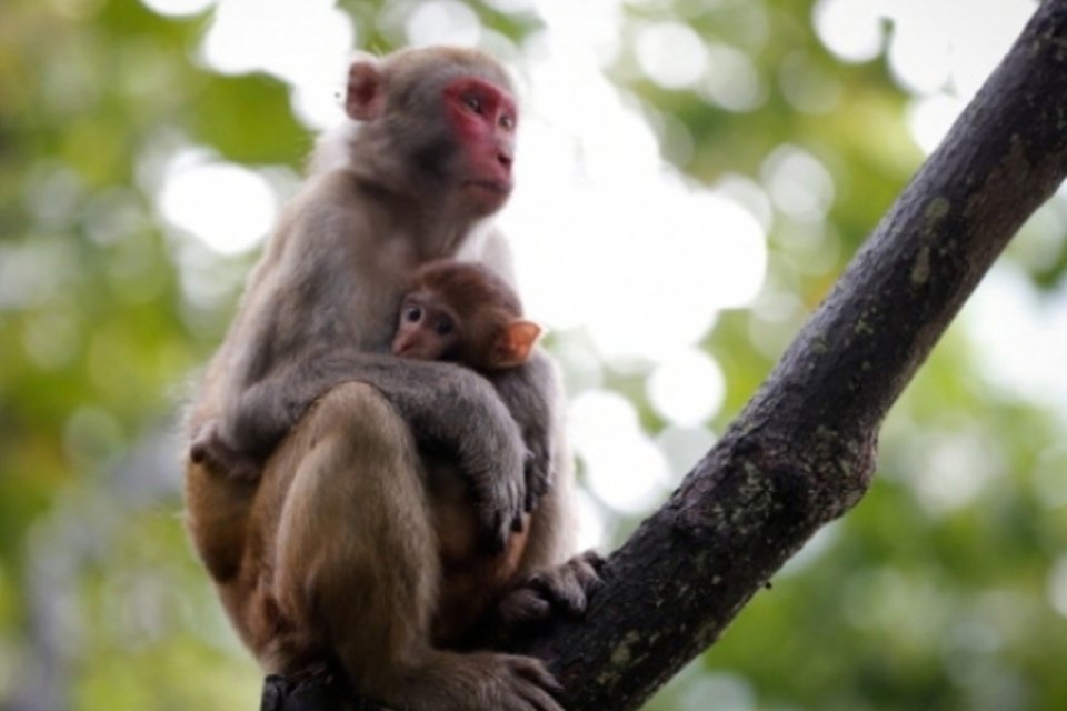 Vacina da USP contra HIV passa em teste com macacos