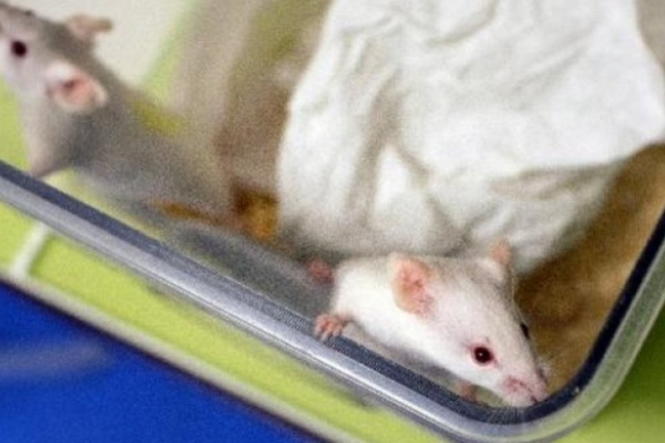 Ratos: animais tratados com o NLY01 conservaram tanto suas funções físicas normais como os neurônios (AFP/AFP)