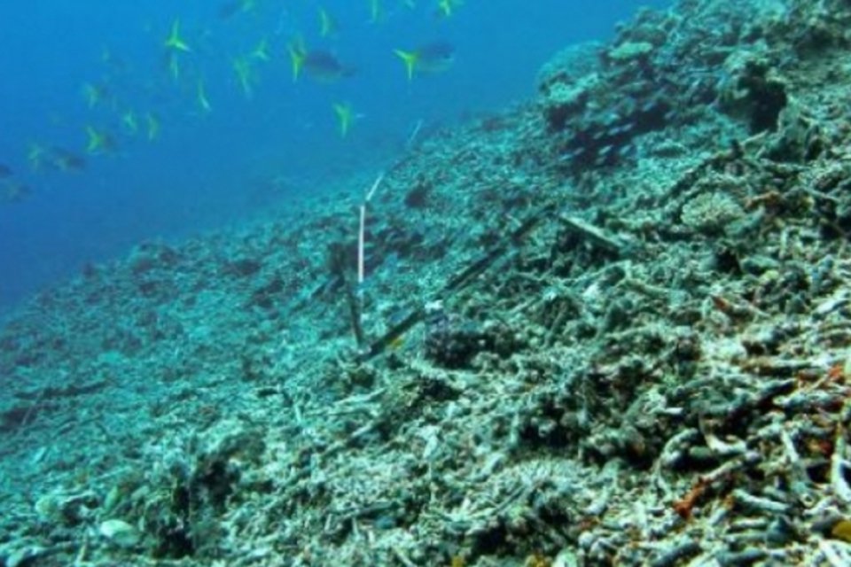 Austrália anuncia redução de poluição na Grande Barreira de Corais