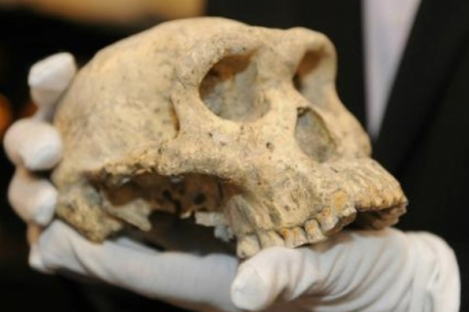 Crânio de 1,8 milhão de anos encontrado na Géorgia é exibido