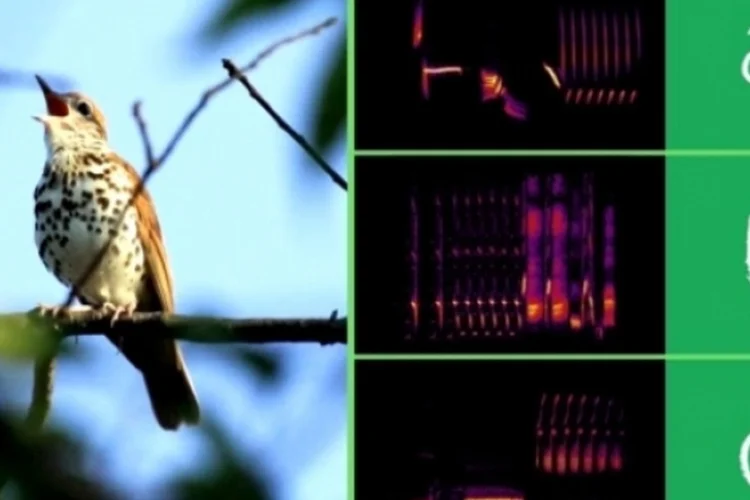 Bird Song Hero (Reprodução/YouTube)