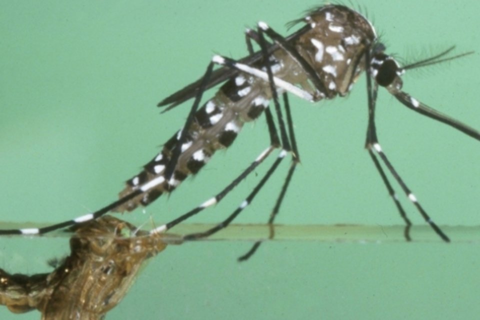 Dengue endêmica se propaga de 9 para 100 países em 50 anos