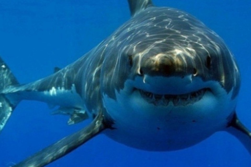 Tubarões podem viver até 70 anos, diz estudo
