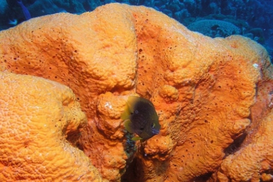 Equipe descobre "esponja de cristal" no Mediterrâneo