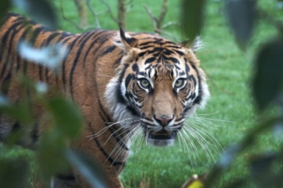 Tigres são sacrificados para divertir chineses ricos
