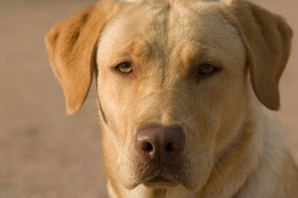 Marca-passo salva vida de cadela da raça labrador