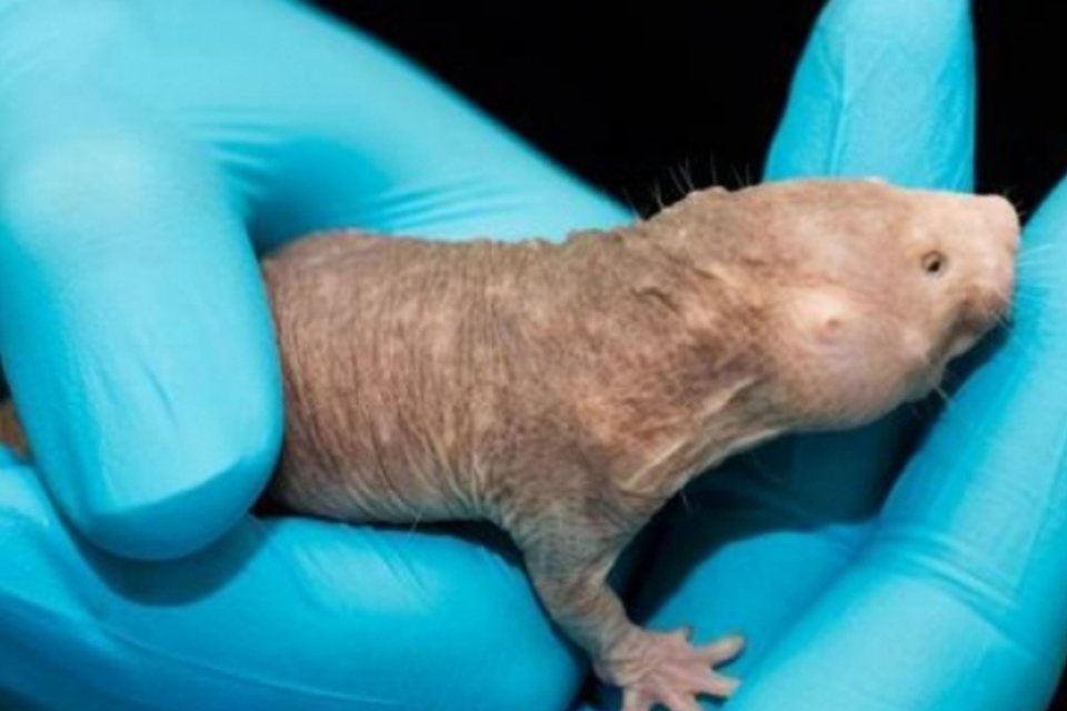Rato-toupeira-pelado revela segredos sobre sua longevidade