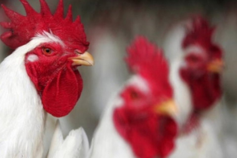 Superbactéria está disseminada em frangos, diz ONG