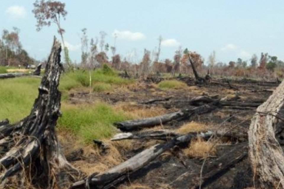 Greenpeace denuncia Oreo e Gillette por desmatamento na Indonésia