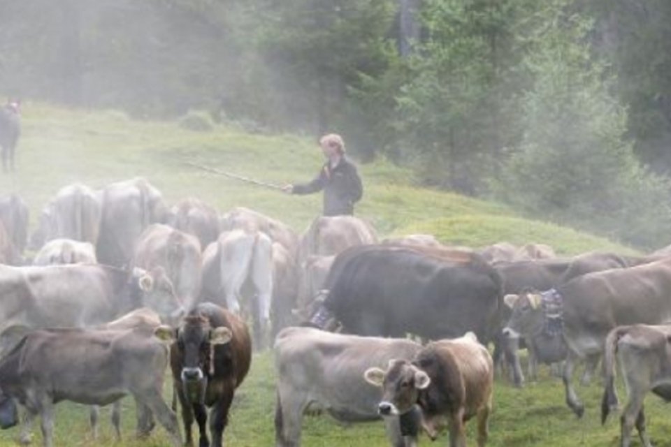 Emissões de gases vindas de gado podem cair em 30%, diz FAO