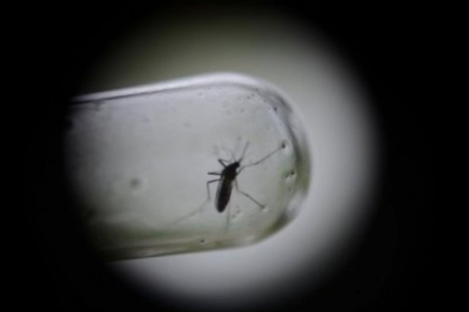 Mosquito transgênico é liberado para combater a dengue