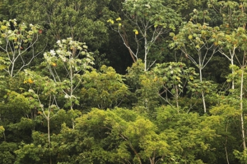 Terras indígenas são exemplo no combate a mudanças climáticas