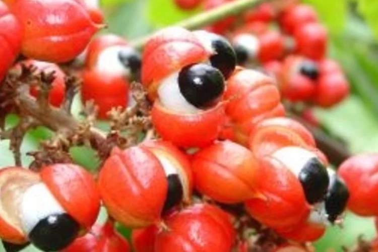 guarana (sxc.hu)