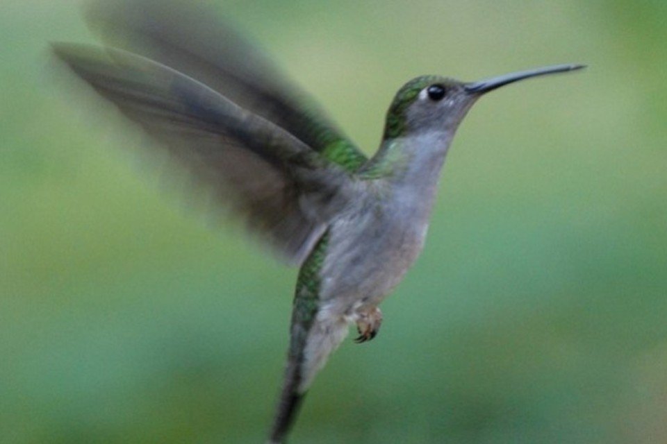 Quinze espécies de aves são descobertas na Amazônia
