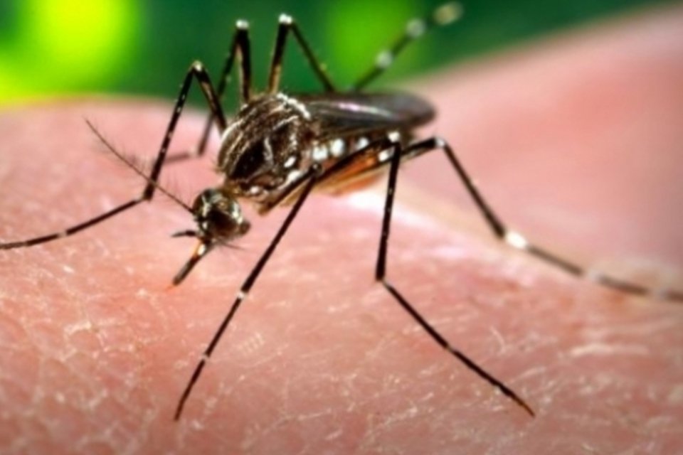 Novo aparelho detecta dengue em 20 minutos