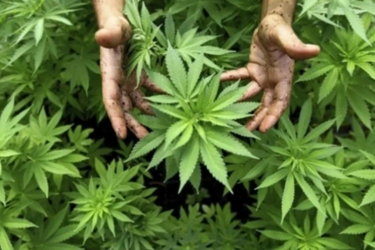 maconha (EFE)