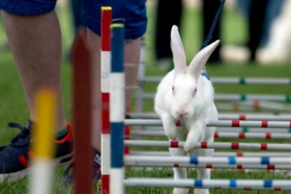 Milhares de coelhos estão condenados a morte na Escócia
