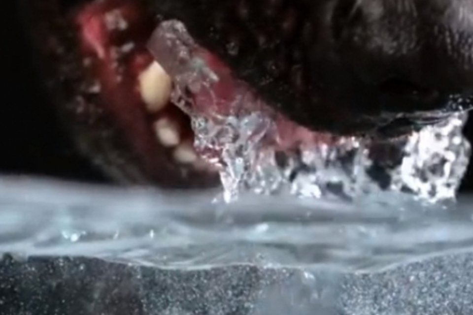 Vídeo em câmera lenta revela como os cães bebem água