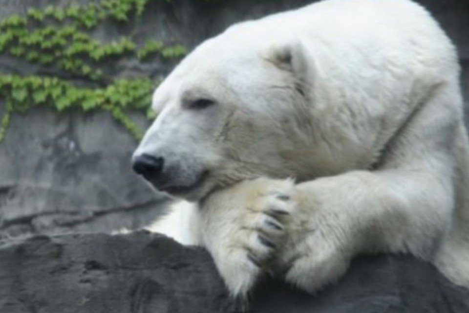 Morre urso polar mascote do zoológico do Central Park