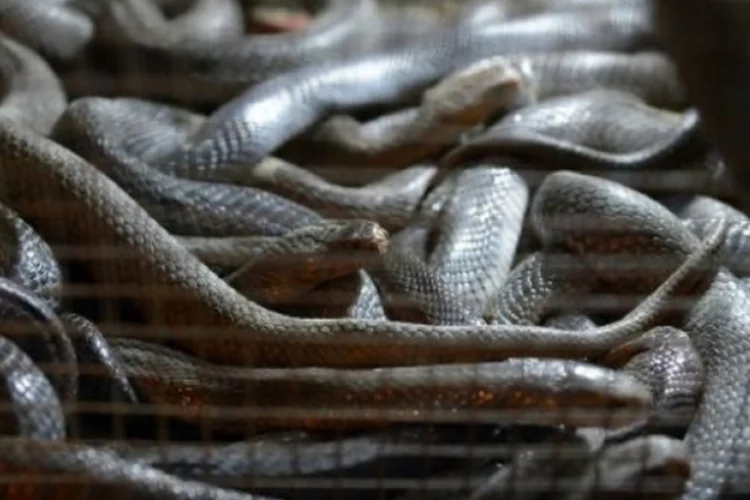serpentes (Getty Images)