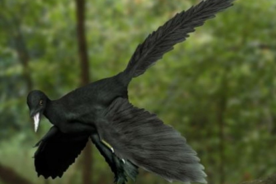 Como os braços dos dinossauros evoluíram para asas em aves?