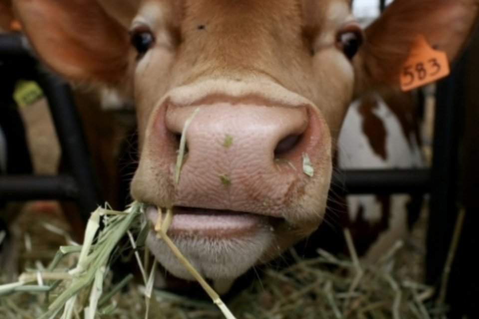 Egito embarga carne do Brasil por causa de vaca louca