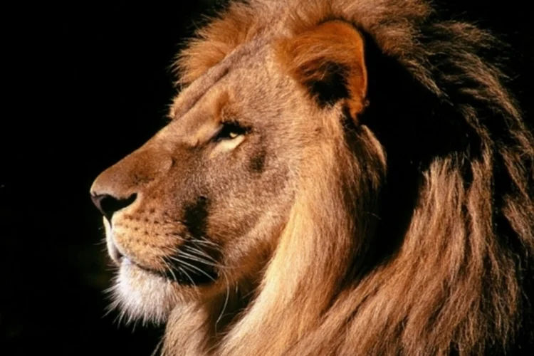 leao (Reprodução)