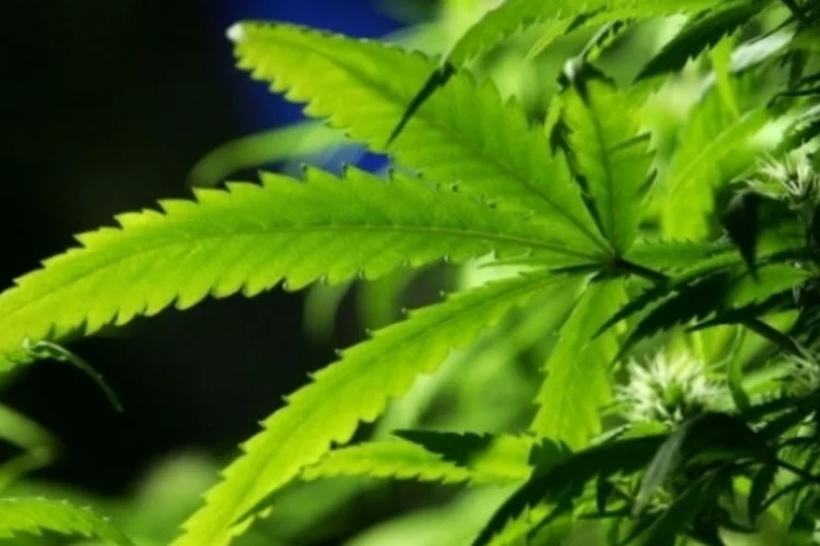 maconha (Getty Images)