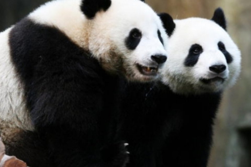 Pandas gigantes têm queda por açúcar