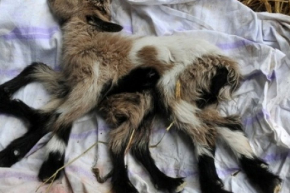 Nasce na Croácia filhote de cabra hermafrodita com oito patas