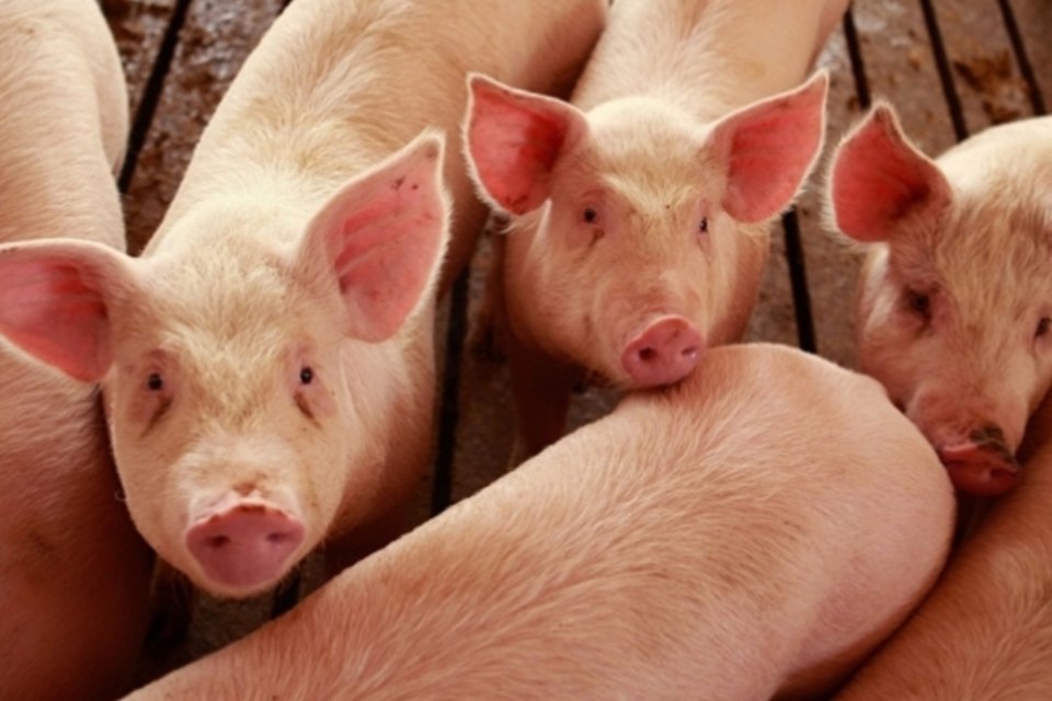 Pessoas viverão como porcos em fazenda para documentário sobre abusos contra animais