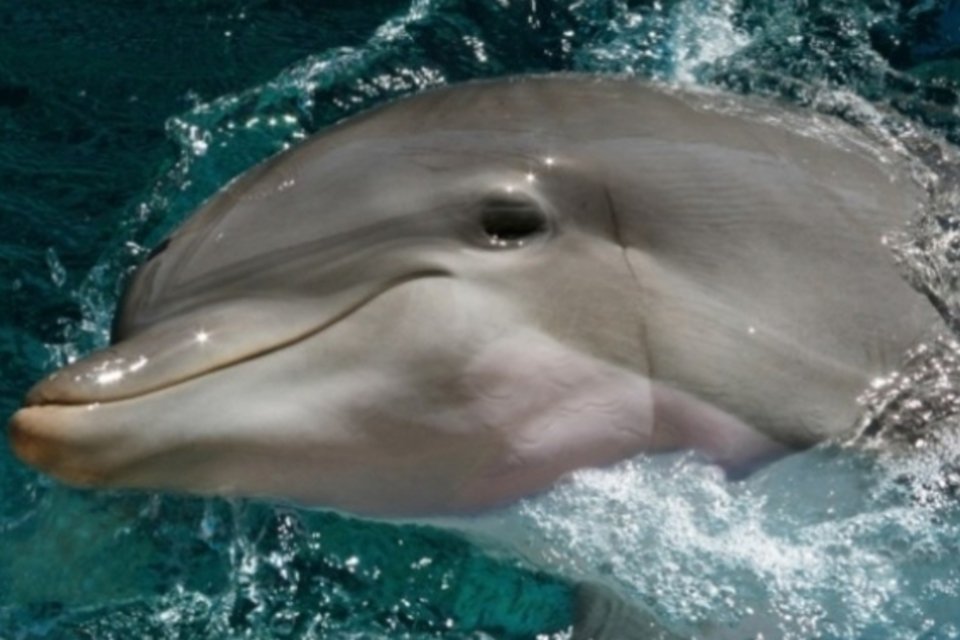 Algoritmo traduz sons emitidos por golfinhos para o inglês