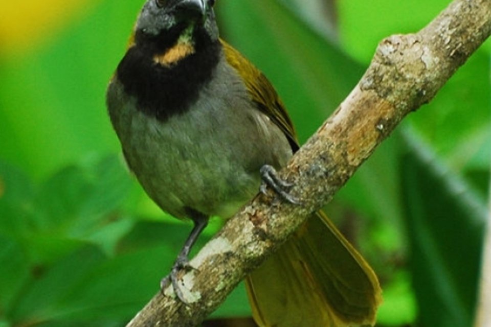 Aves silvestres eram traficadas em caixas de leite