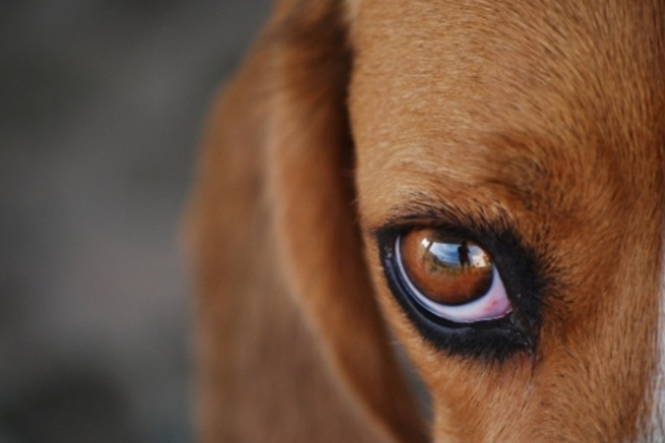 Governo reconhece 17 alternativas ao uso de animais em pesquisas