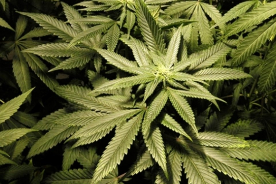 Legalização da maconha no Uruguai corre risco em eleição