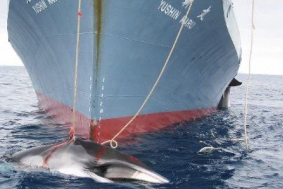 Ecologistas acusam baleeiros japoneses de ataque na Antártica