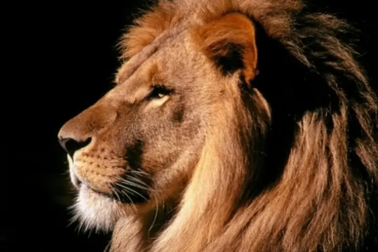 Leão (Reprodução)