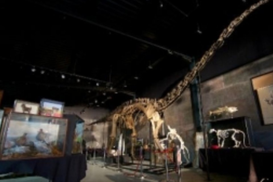 Esqueleto de dinossauro é arrematado em leilão por US$ 630 mil