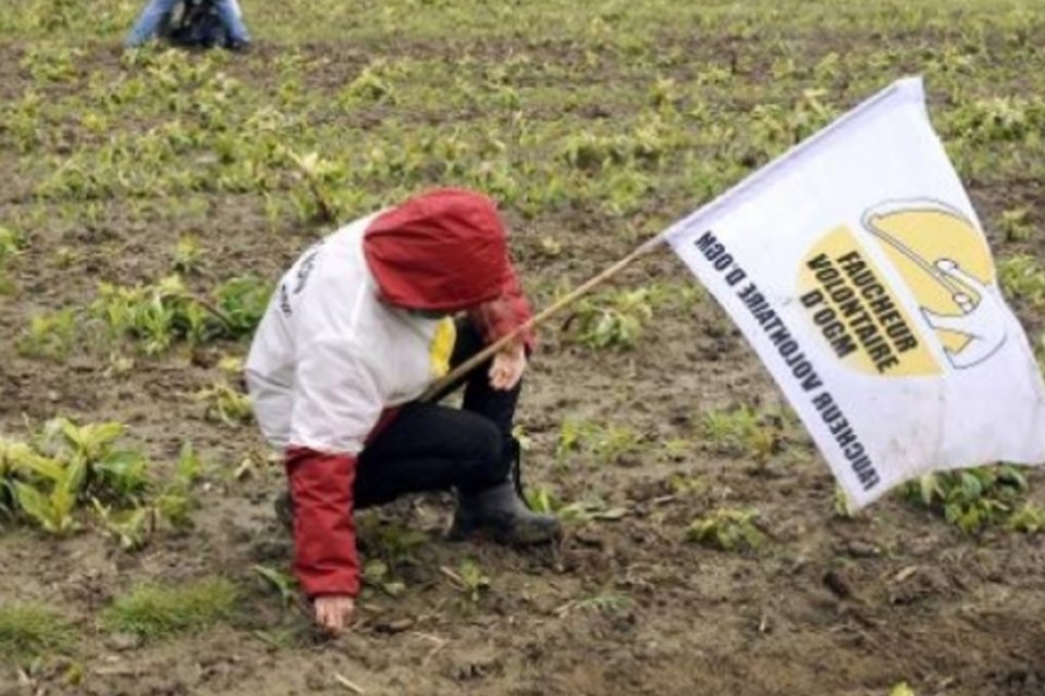 Países da UE poderão decidir sobre cultivo de transgênicos