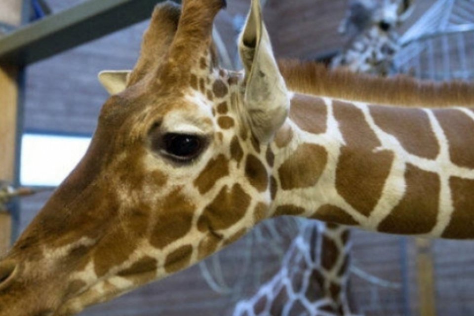 Ecologistas protestam em embaixada por morte de girafa
