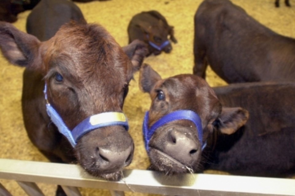 UE se recusa a proibir venda de carne de descendentes de clones