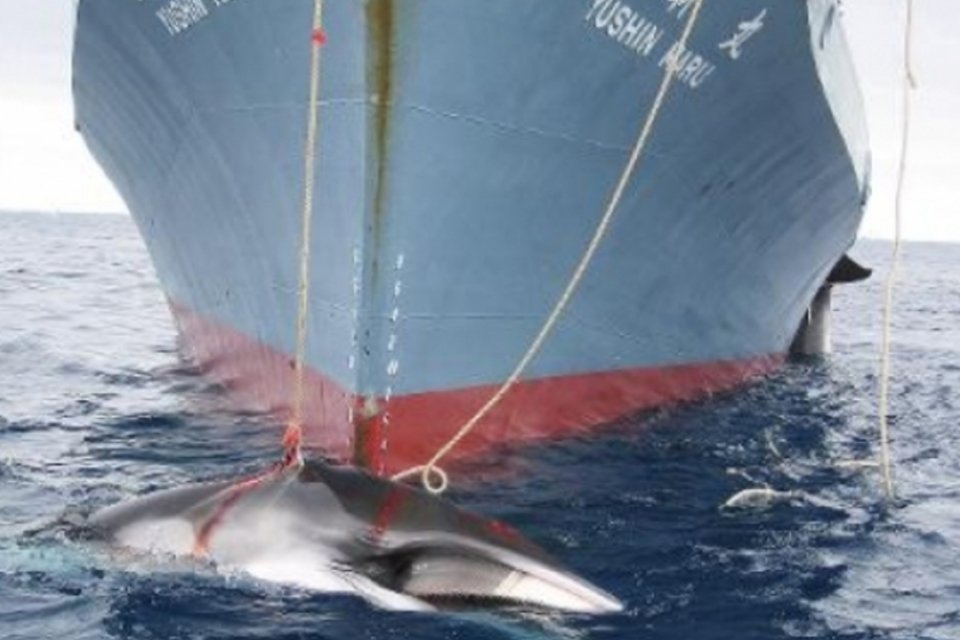 Comissão Baleeira autoriza cotas de caça à Groenlândia