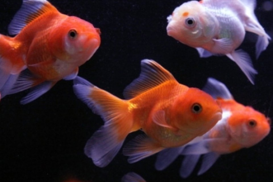 Pesquisa aprimora método de detecção de mercúrio em peixes