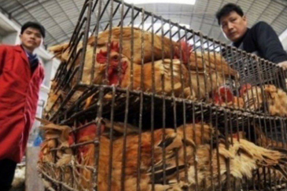 Taiwan tem primeiro infectado pelo vírus H6N1