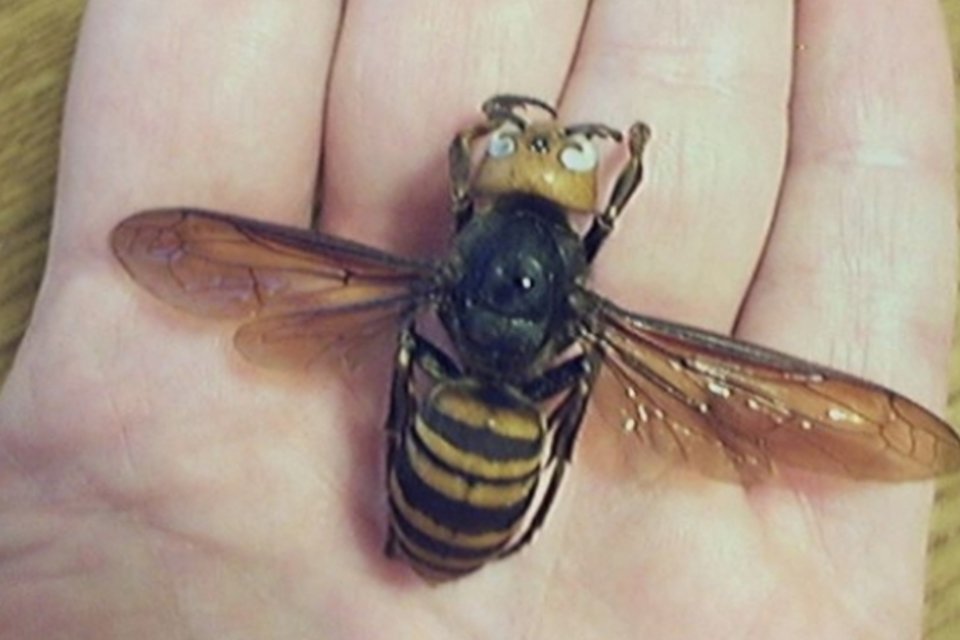 Ataques de vespas já mataram 42 e deixaram 1.600 feridos na China