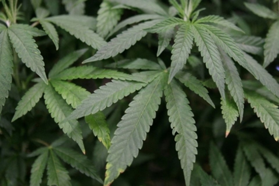O documento prevê o "controle público da cadeia de fornecimento" da cannabis com o objetivo de "garantir a proteção da saúde e coibir o crime organizado e o mercado clandestino" (Getty Images/Reprodução)