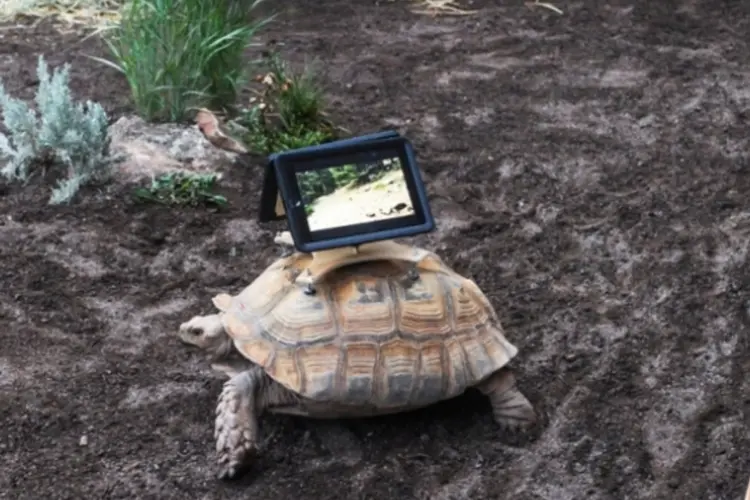 Tartaruga com iPad (Divulgação/Aspen Art Museum)