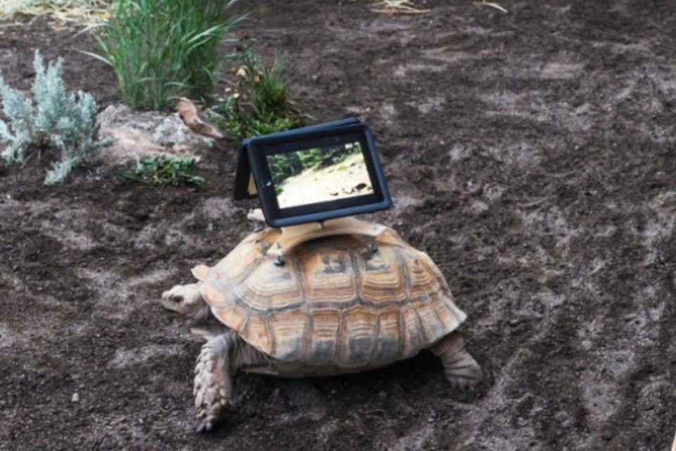Artista revolta ativistas ao prender iPads em cascos de tartarugas